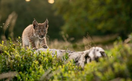 W 50 lat straciliśmy niemal 70 proc. populacji dzikich zwierząt