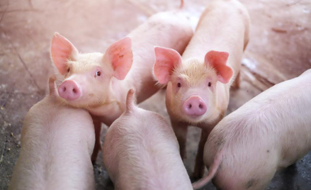 Peta skarży w imieniu prosiąt kastrację bez znieczulenia