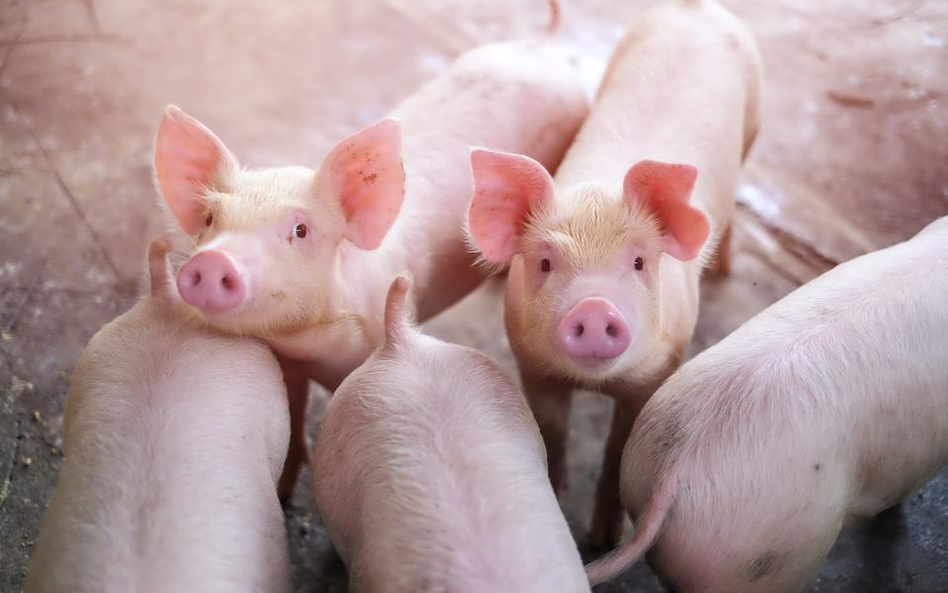 Peta skarży w imieniu prosiąt kastrację bez znieczulenia