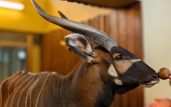 Franek, antylopa bongo, mieszkał w ogrodzie zoologicznym od 2017 roku