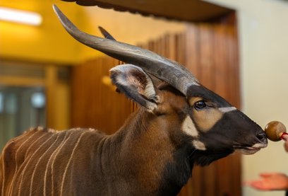 Franek, antylopa bongo, mieszkał w ogrodzie zoologicznym od 2017 roku