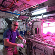 Steve Swanson uruchomił na orbicie „ogródek” z uprawą sałaty /NASA/Koichi Wakata