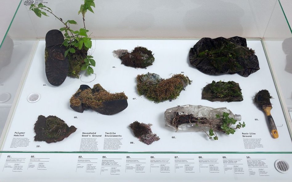 Niepotrzebne już nikomu przedmioty zyskały nowe życie – taki nurt sztuki to bioart.
