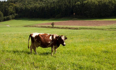 Kolejna ukraińska spółka chce dokonać oferty publicznej na GPW