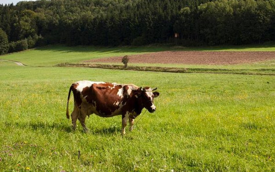 Kolejna ukraińska spółka chce dokonać oferty publicznej na GPW