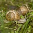 Litwini odkryli eldorado… ślimakowe na Ukrainie