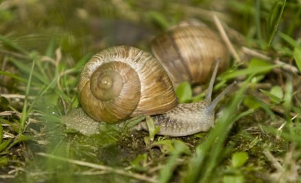 Litwini odkryli eldorado… ślimakowe na Ukrainie