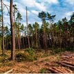 Kryzys w gospodarce spowodowany pandemią nie oszczędził Lasów Państwowych. Wyjściem było nie cięcie 