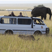 Podglądanie zwierząt w parku narodowym Masai Mara w szczycie sezonu będzie kosztować 200 dolarów