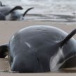 Grindwale utknęły na mieliźnie, dziewięćdziesiąt nie przeżyło