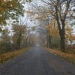 W najbliższych dniach spodziewać należy się mglistych poranków