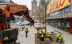 Pierwsze kilkanaście drzew pojawiło się już przy ulicy Złotej. Wybrano specjalną odmianę wiązów New 