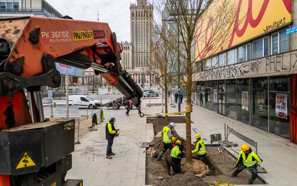 Pierwsze kilkanaście drzew pojawiło się już przy ulicy Złotej. Wybrano specjalną odmianę wiązów New 
