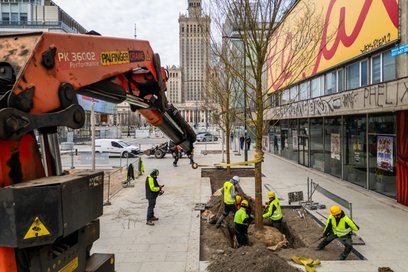 Pierwsze kilkanaście drzew pojawiło się już przy ulicy Złotej. Wybrano specjalną odmianę wiązów New 