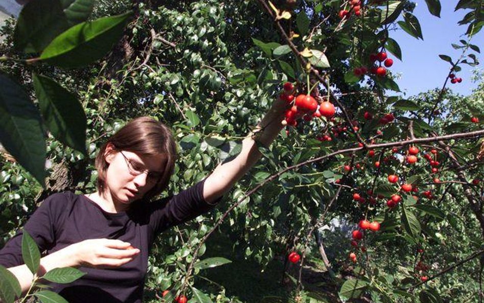 Dochody dziecka są ważne dla samotnych rodziców