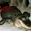 W moskiewskim zoo zmarł aligator, który przeżył radziecki szturm Berlina