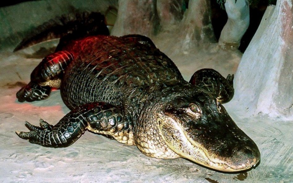 W moskiewskim zoo zmarł aligator, który przeżył radziecki szturm Berlina