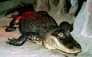 W moskiewskim zoo zmarł aligator, który przeżył radziecki szturm Berlina