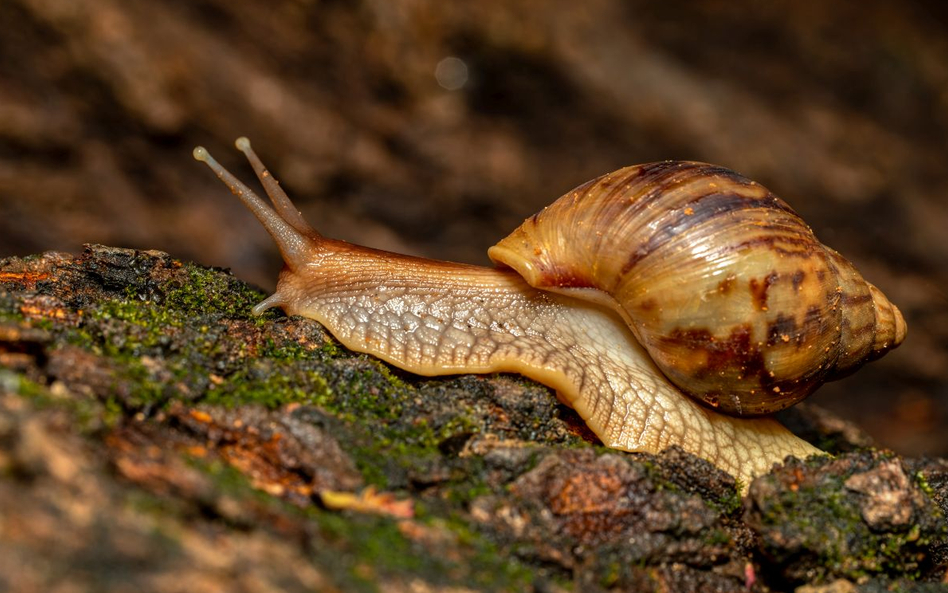 Afrykański Lissachatina fulica, jeden z największych ślimaków lądowych świata, zauważony został na T