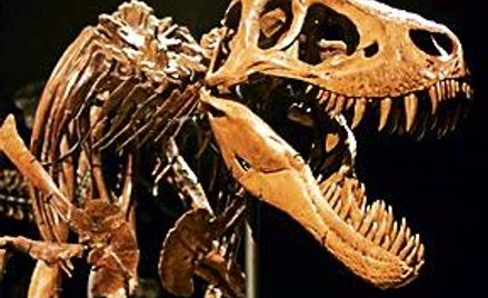 T. rex żywił się... T. reksami
