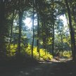 77 proc. Polaków oczekuje realizacji obietnic przedwyborczych w zakresie ochrony i odbudowy przyrody