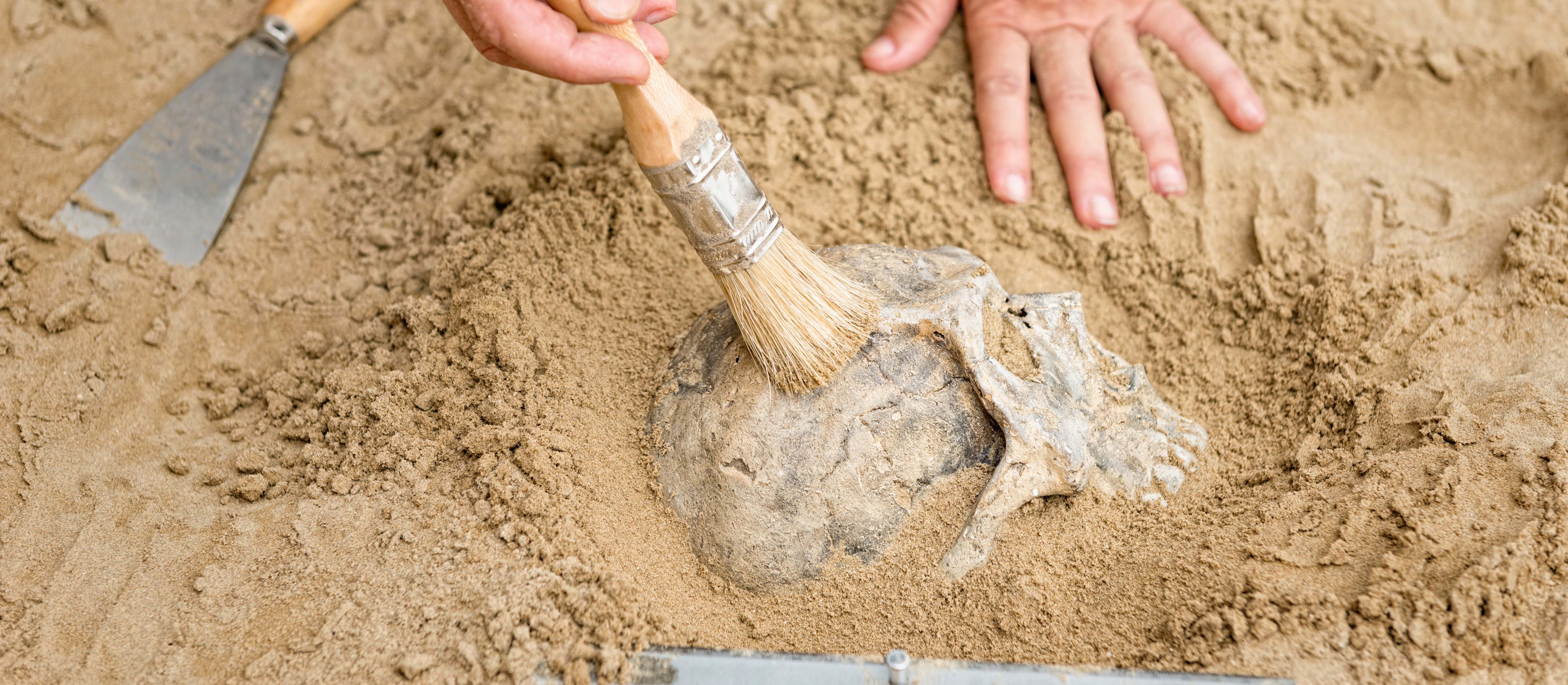 Przełomowe badania DNA zaprzeczają popularnej teorii. Chodzi o ewolucję Homo sapiens