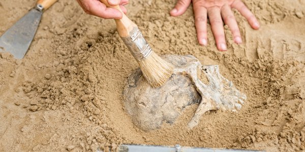 Przełomowe badania DNA zaprzeczają popularnej teorii. Chodzi o ewolucję Homo sapiens