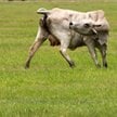 Drugi przypadek muchy śrubowej. Amerykańskie rolnictwo zagrożone