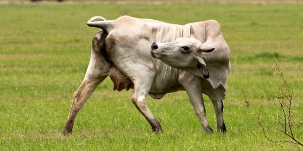Groźny pasożyt znów w Teksasie. USDA bije na alarm