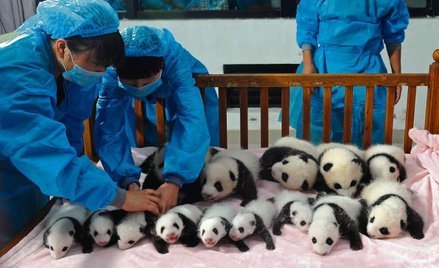 Podczas konferencji w Centrum Badawczym Hodowli Pand w Chengdu w prowincji Syczuan zaprezentowano św