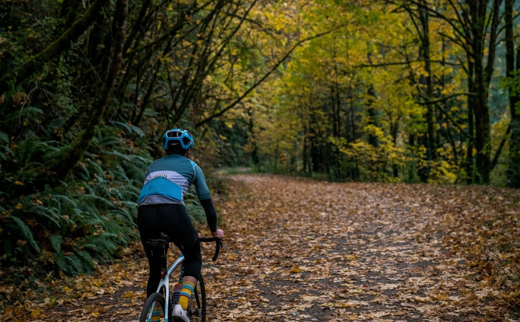 Drzewa rozwiążą problem emisji Co2 w miastach? Niemcy znaleźli rozwiązanie