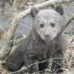 Leśnicy uratowali małego niedźwiadka