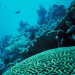fot. eutrophication&hypoxia