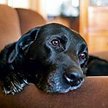 Zamyślona labradorka