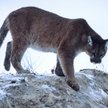 USA: Puma zaatakowała rowerzystów. Jeden nie żyje