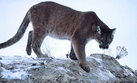 USA: Puma zaatakowała rowerzystów. Jeden nie żyje