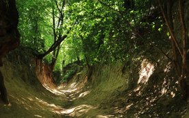 Wąwóz Korzeniowy Dół to jedna z najciekawszych przyrodniczych atrakcji Płaskowyżu Nałęczowskiego