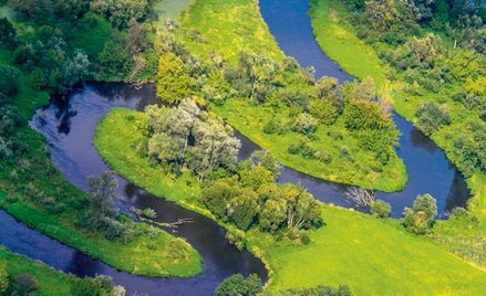 Urokliwe meandry Drwęcy.