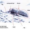 Skamieniałe owady na powierzchni Marsa? Teoria entomologa
