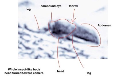 Skamieniałe owady na powierzchni Marsa? Teoria entomologa