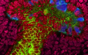 Mininerka uzyskana z ludzkich komórek macierzystych na Uniwersytecie w Queensland