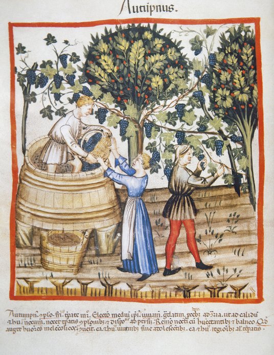 O winnicy na ziemiach polskich (w Bralinie) mowa jest po raz pierwszy w tzw. bulli gnieźnieńskiej (1