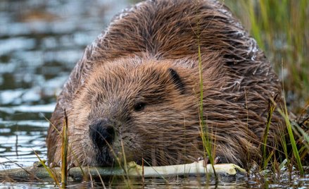 Bobry wrócą do Wielkiej Brytanii? Nie było ich 400 lat