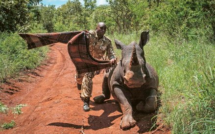 Ochrona przyrody w Afryce, Kenia