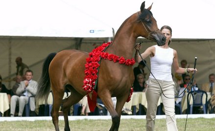 Ministerstwo twierdzi, że pieniądze z dzierżawy klaczy Pingi nie trafiły na konto stadniny