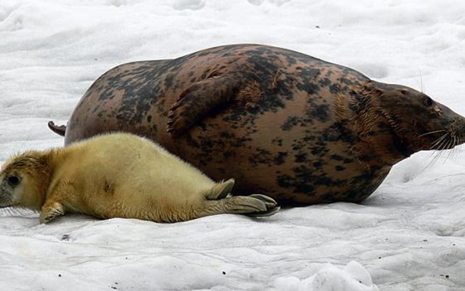 Sukcesy warszawskiego zoo w hodowli fok szarych są źródłem… kłopotów