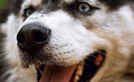 Bliskowschodni rodowód psa