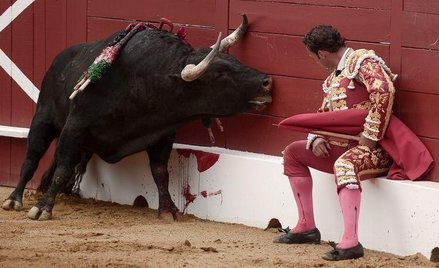 Korridy na Balearach bez przelewu byczej krwi