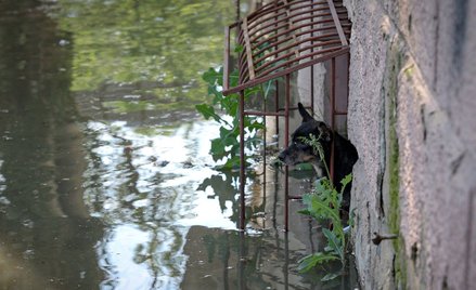 Powódź zatopiła zoo w Nowej Kachowce. Zginęło 300 zwierząt