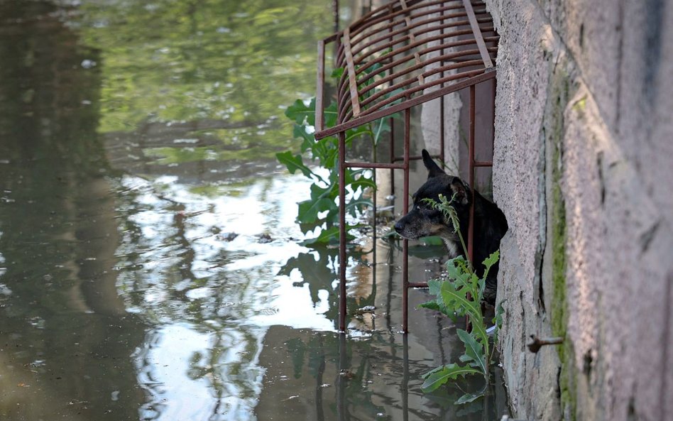 Powódź zatopiła zoo w Nowej Kachowce. Zginęło 300 zwierząt
